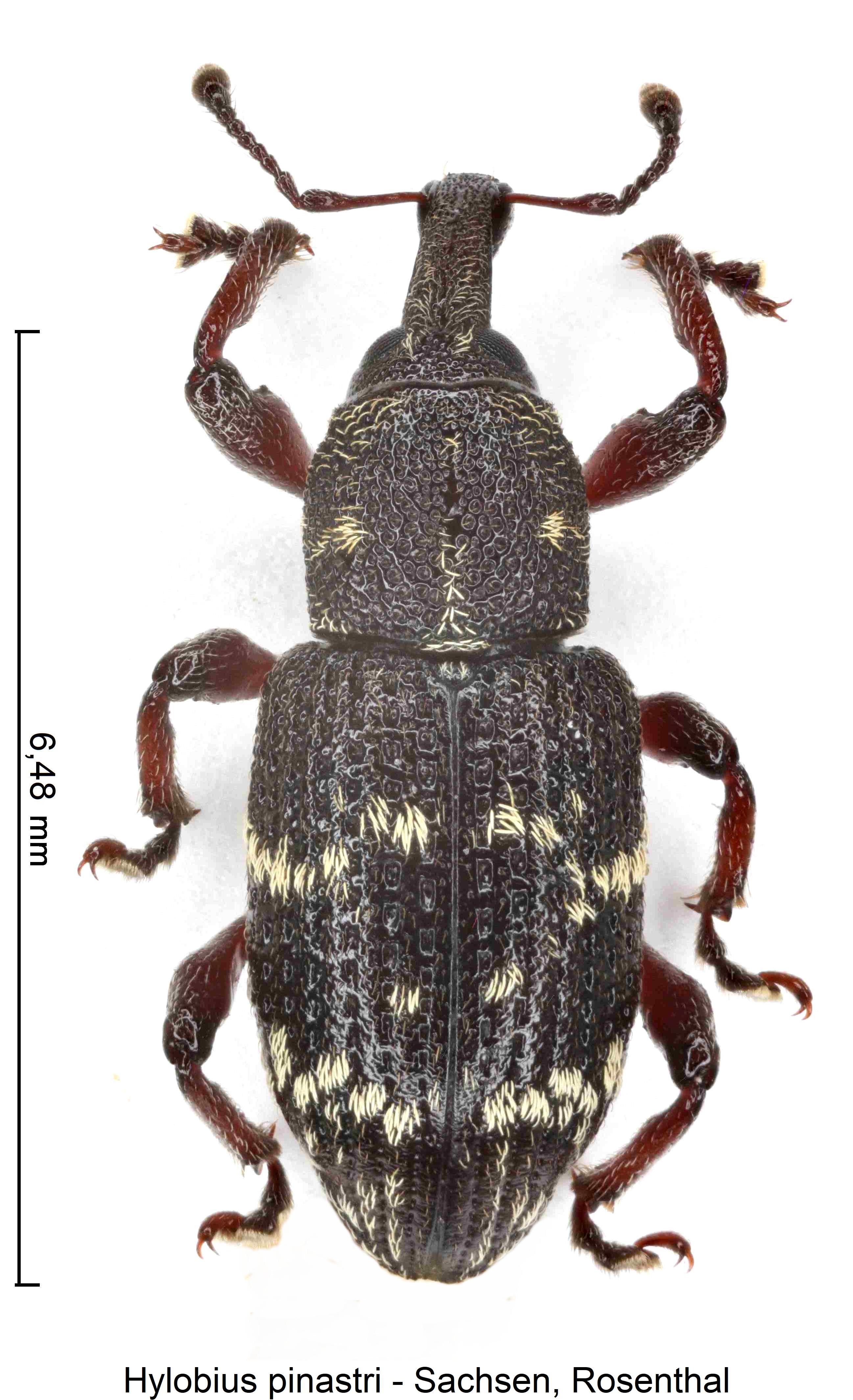 hylobius_pinastri_hab.jpg