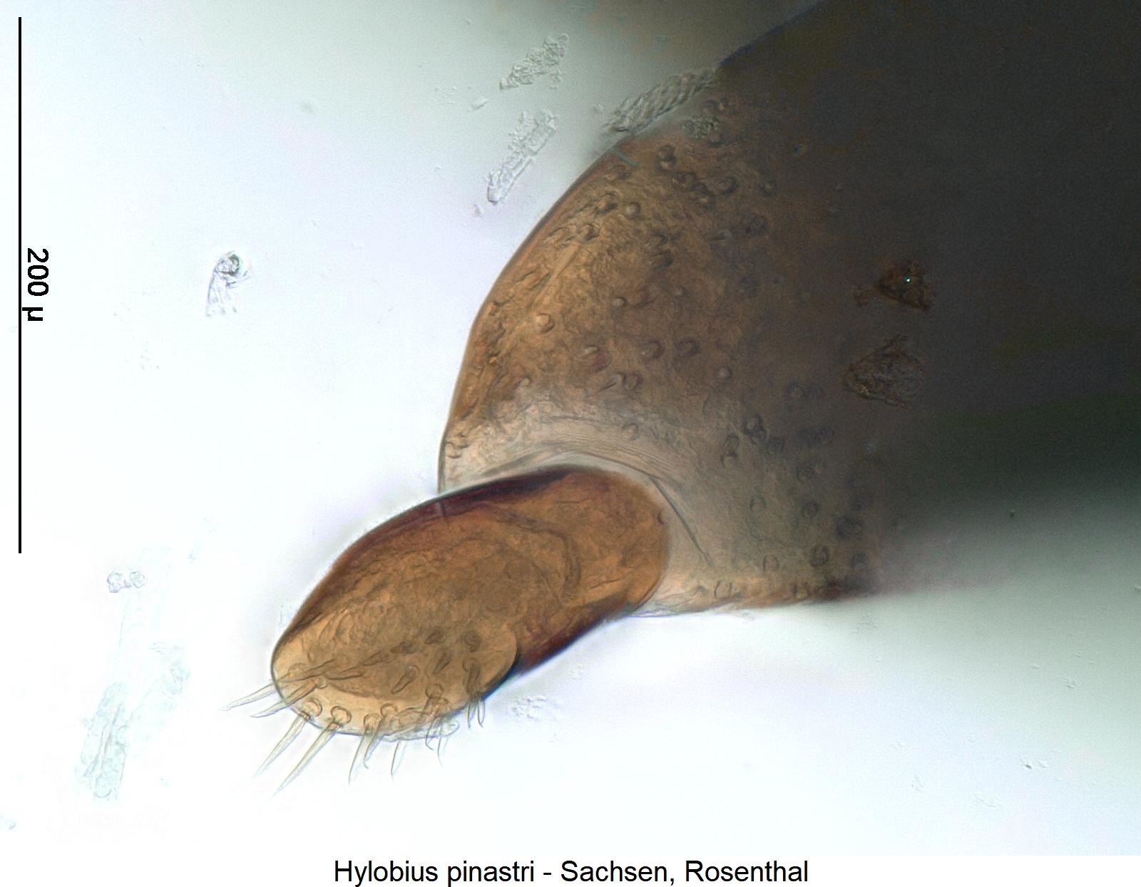 hylobius_pinastri_ovi.jpg