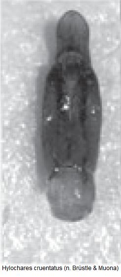 hylochares_cruentatus.jpg