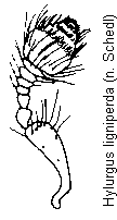 hylurgus_ligniperda_f.gif