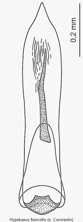 hypebaeus_flavicollis.gif