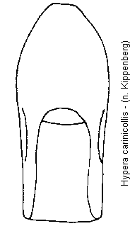hypera_carinicollis.gif