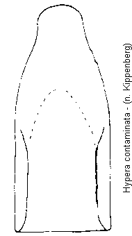 hypera_contaminata.gif