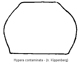 hypera_contaminata_hsch.gif