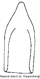 hypera_dauci.gif