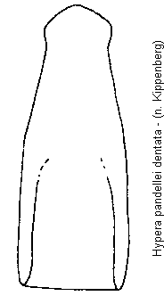 hypera_dentata.gif