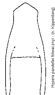 hypera_folwacznyi.gif