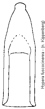 hypera_fuscocinerea.gif