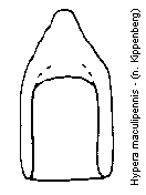 hypera_maculipennis.gif