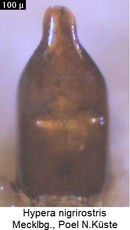 hypera_nigrirostris.jpg