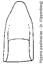 hypera_pastinacae.gif