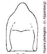hypera_plantaginis.gif