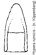 hypera_rumicis.gif