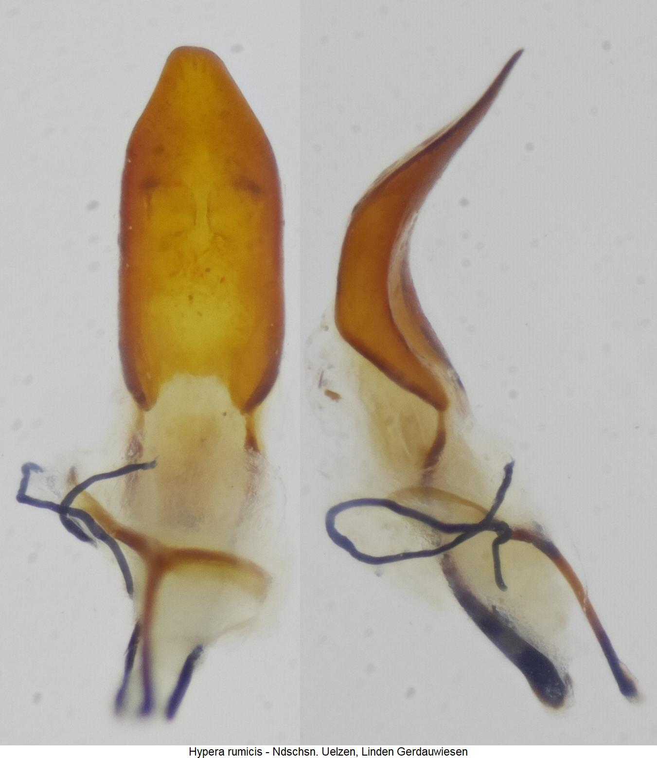 hypera_rumicis.jpg