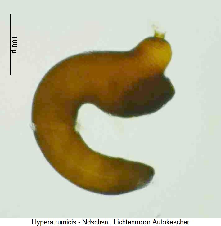 hypera_rumicis_sperm.jpg