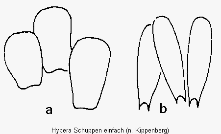 hypera_schuppen-einfach.gif