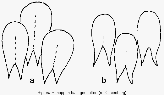 hypera_schuppen-halb.gif