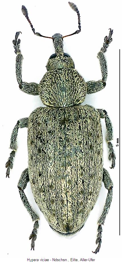 hypera_viciae_hab2.jpg