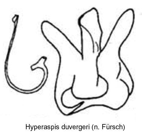 hyperaspis_duvergeri_bl.jpg