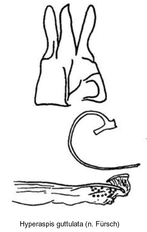 hyperaspis_guttulata_bl.jpg