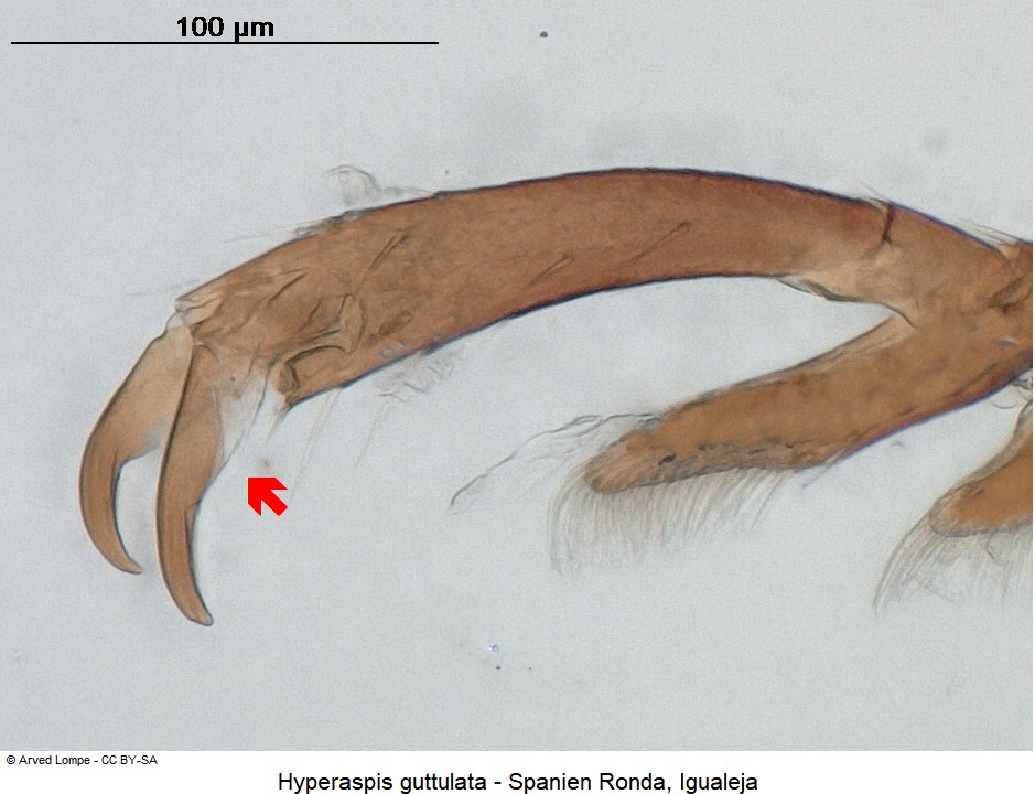 hyperaspis_guttulata_ck34504756_htr.jpg