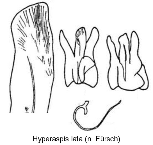 hyperaspis_lata_bl.jpg