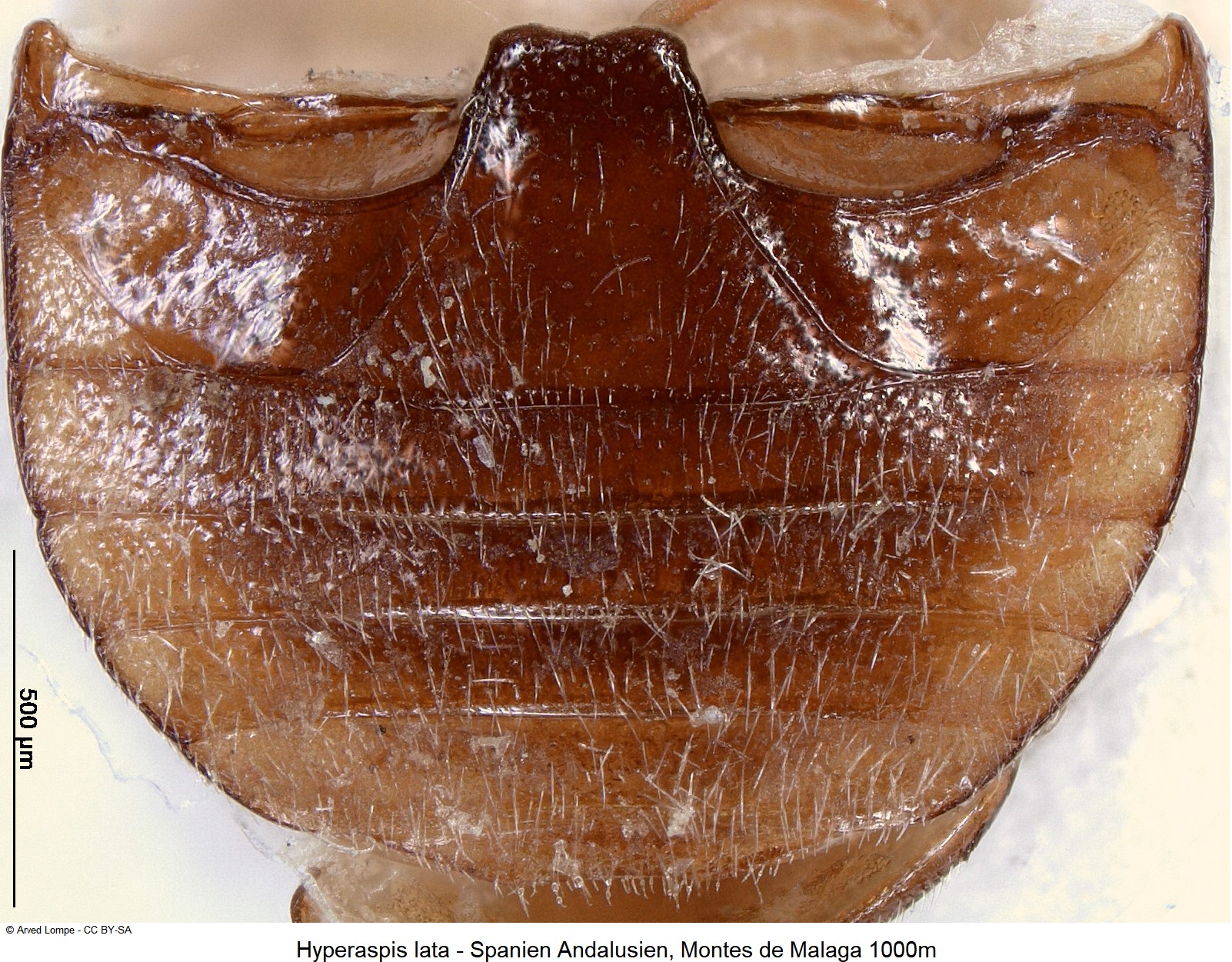 hyperaspis_lata_ck34492210_abd.jpg