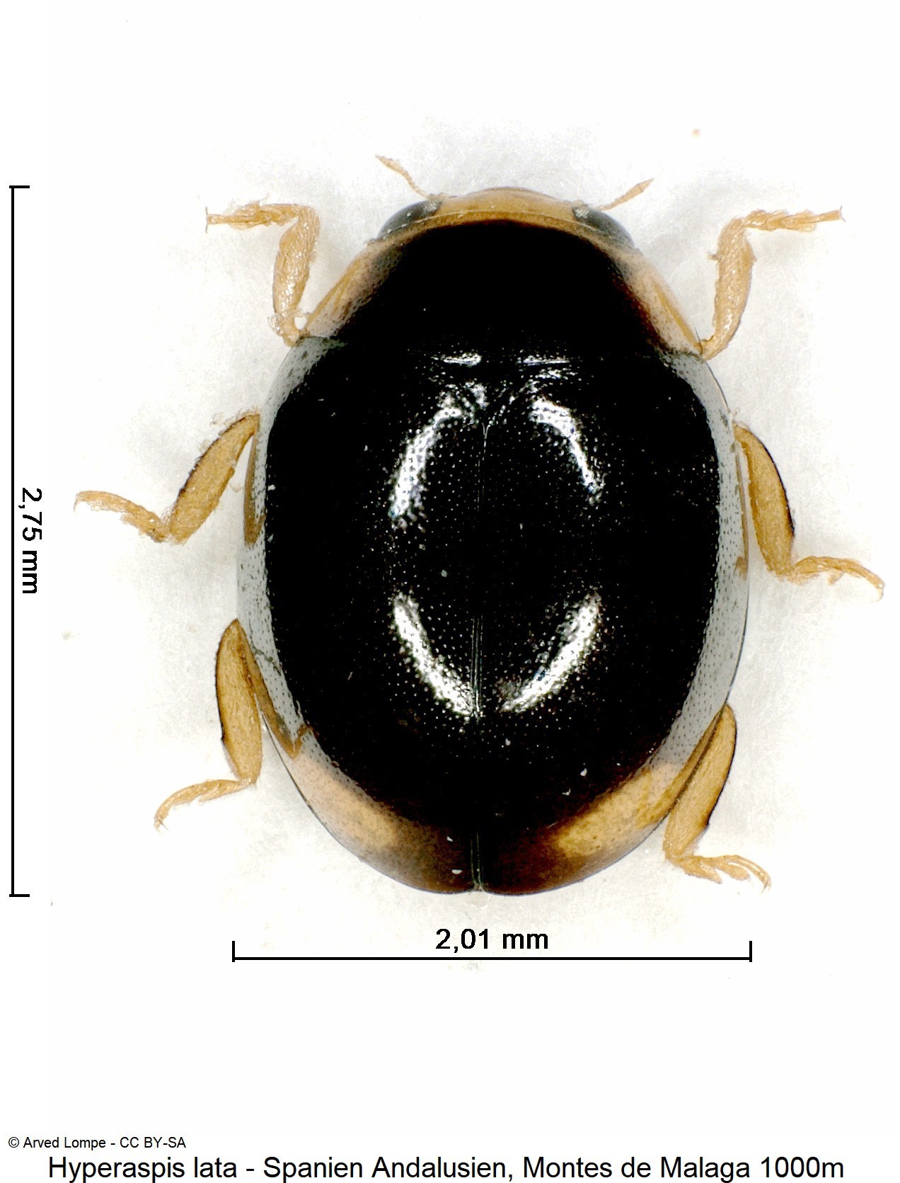 hyperaspis_lata_hab-1.jpg