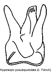 hyperaspis_pseudopustulata.gif