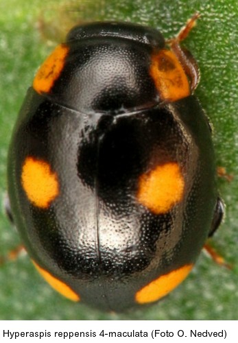 hyperaspis_reppensis_4-maculata_hab.jpg