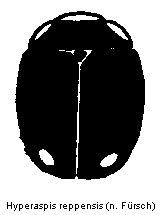 hyperaspis_reppensis_hab.gif