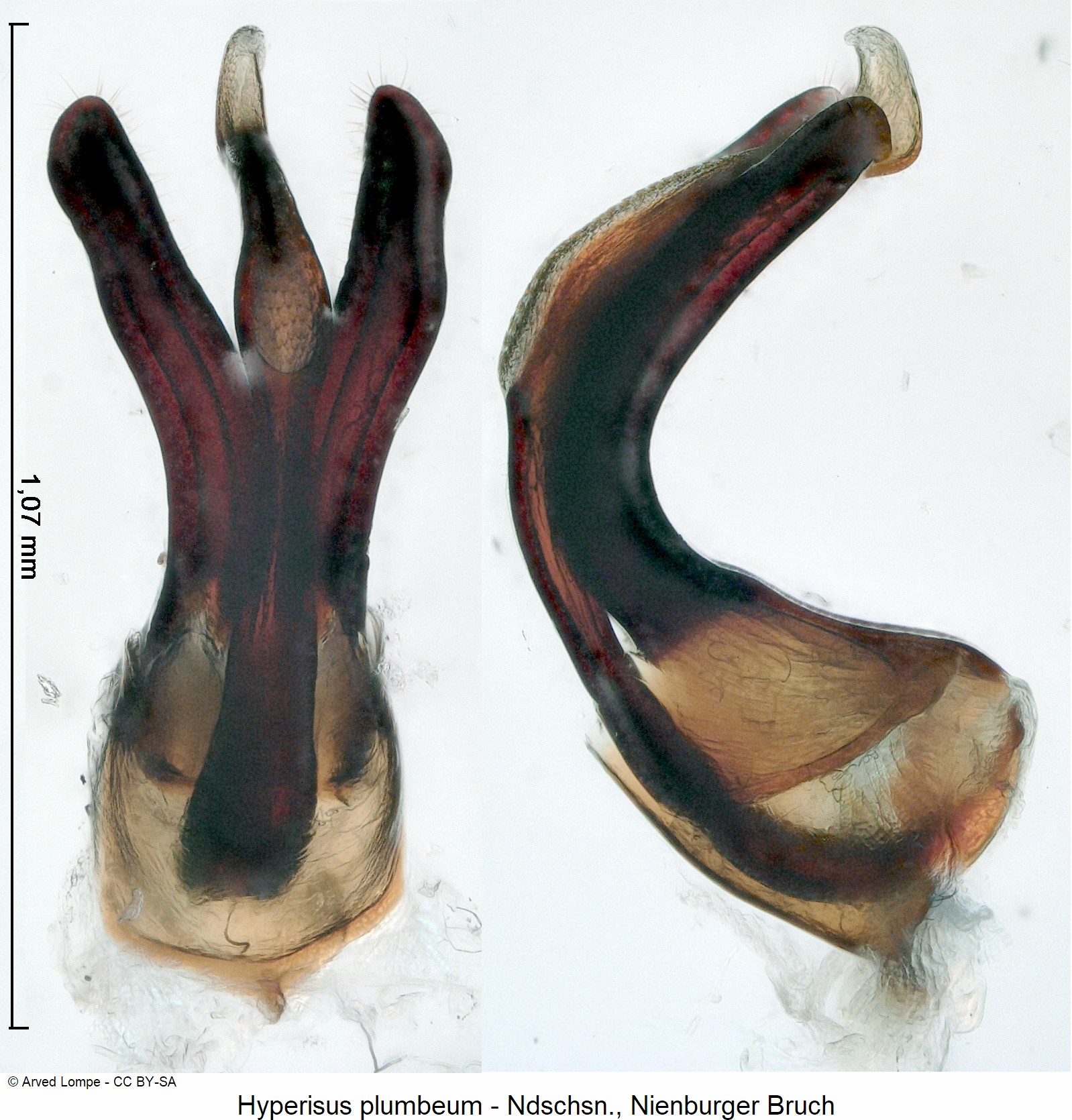 hyperisus_plumbeum_ck35565466.jpg