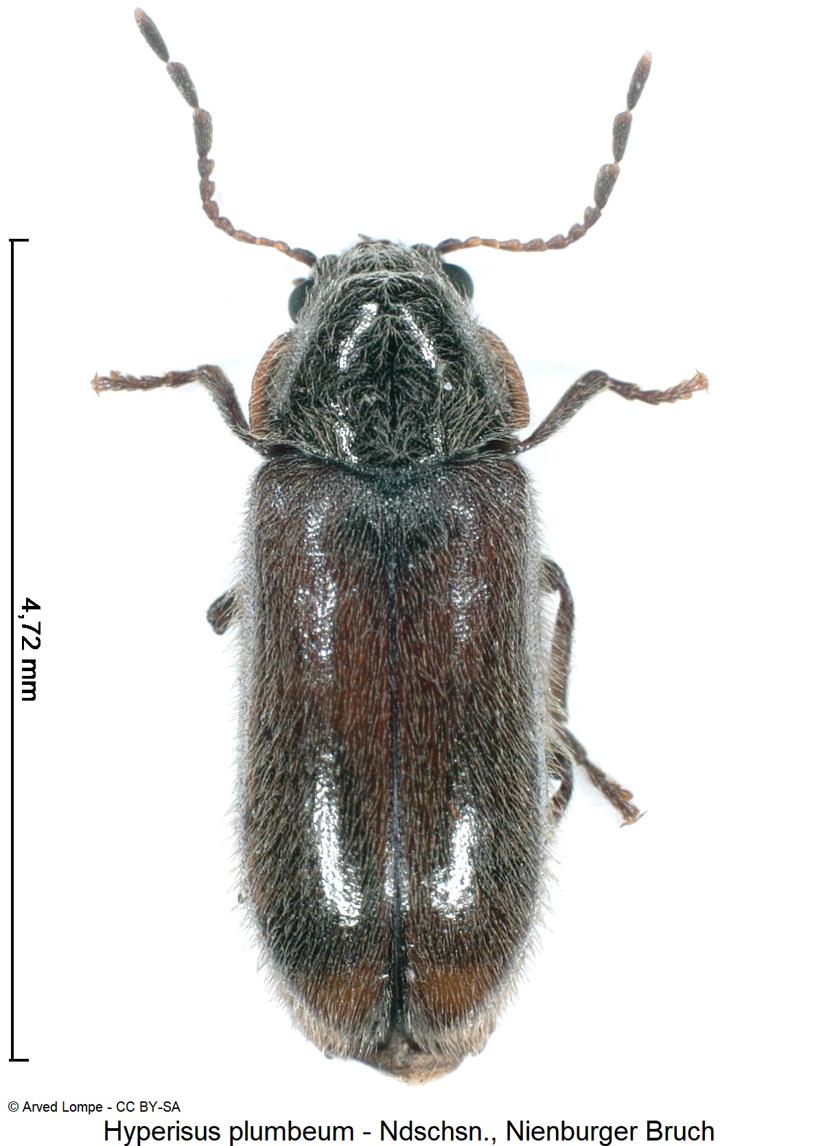 hyperisus_plumbeum_ck35565466_hab.jpg