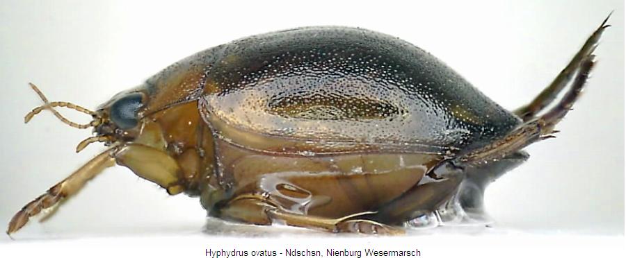 hyphydrus_ovatus_sa.jpg