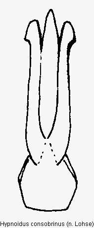 hypnoidus_consobrinus.gif