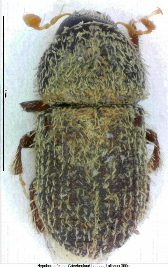 hypoborus_ficus_hab.jpg