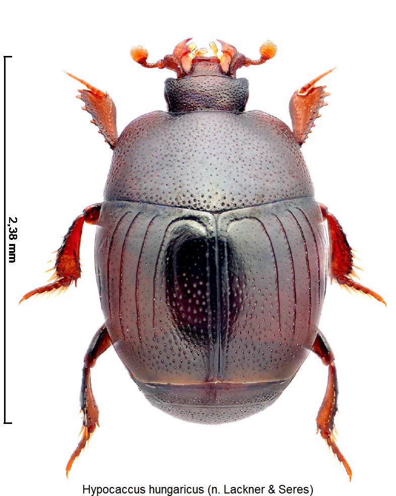 hypocaccus_hungaricus_hab.jpg