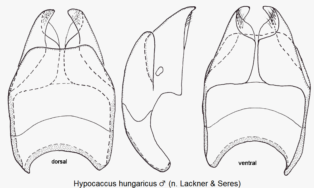 hypocaccus_hungaricus_m_segmentviii.gif