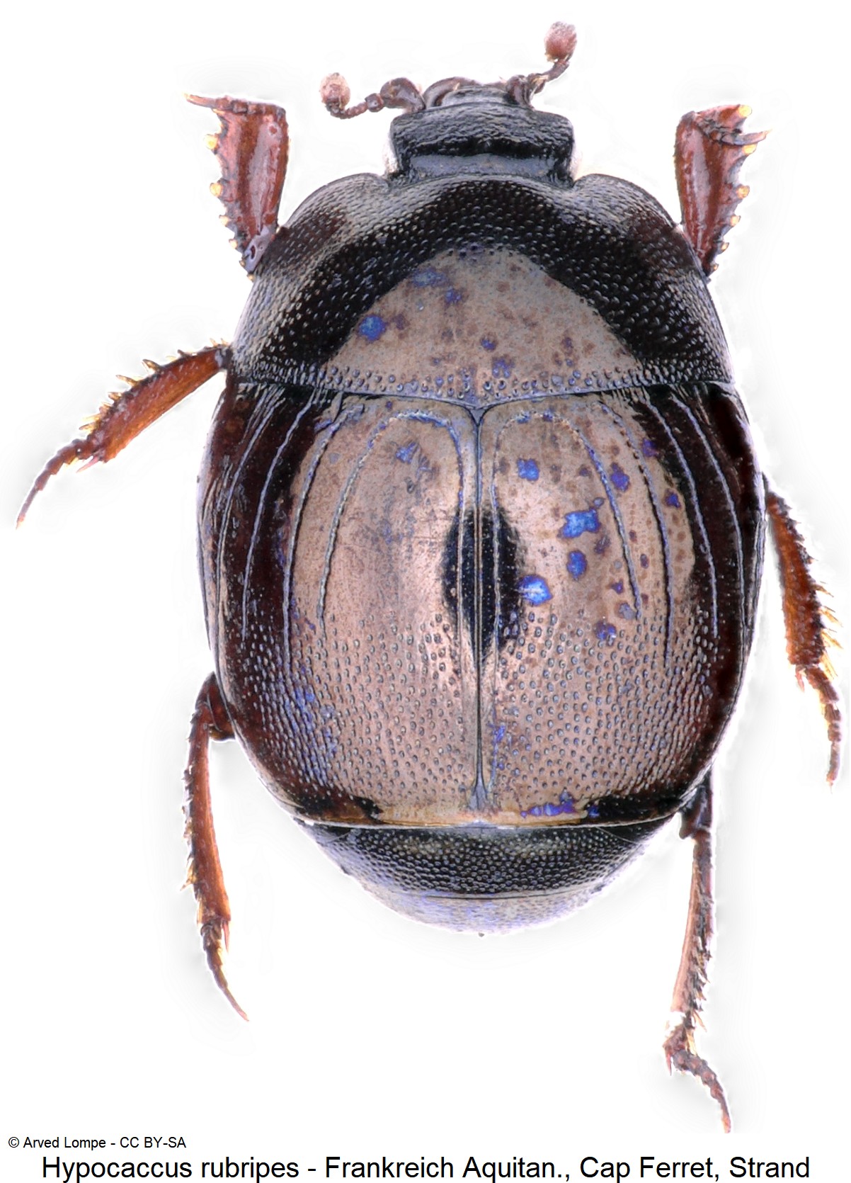 hypocaccus_rubripes_ck3439_hab.jpg
