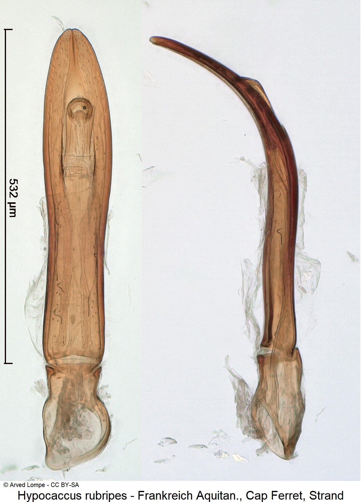 hypocaccus_rubripes_ck37182109.jpg