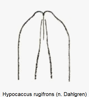 hypocaccus_rugifrons.gif