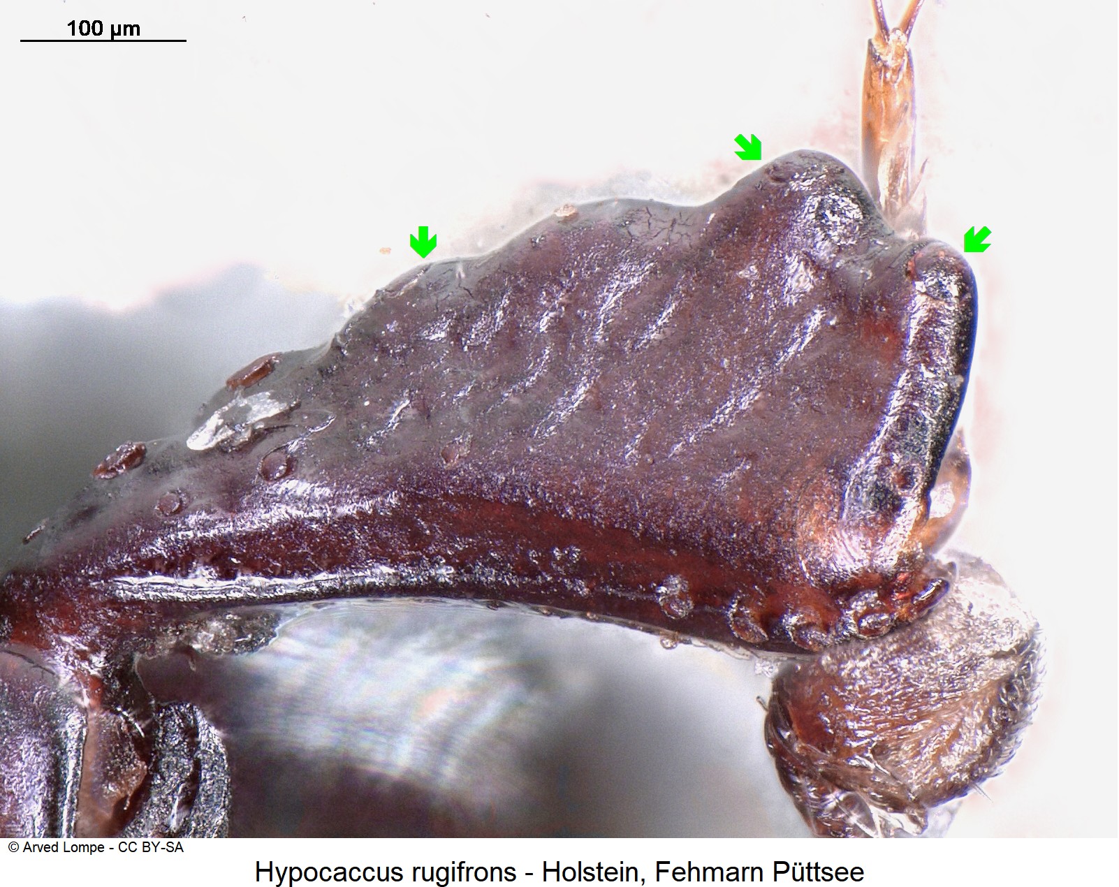 hypocaccus_rugifrons_ck3429_vschn_us.jpg
