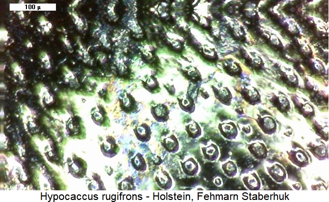 hypocaccus_rugifrons_ms.jpg