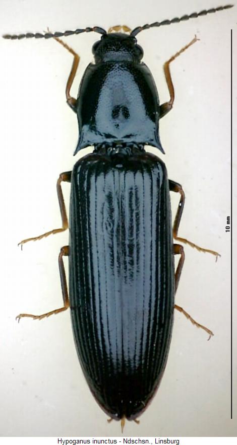 hypoganus_inunctus_hab.jpg