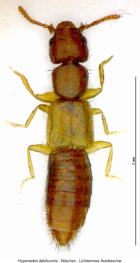 hypomedon_debilicornis_hab.jpg