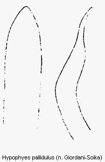 hypophyes_pallidulus.gif