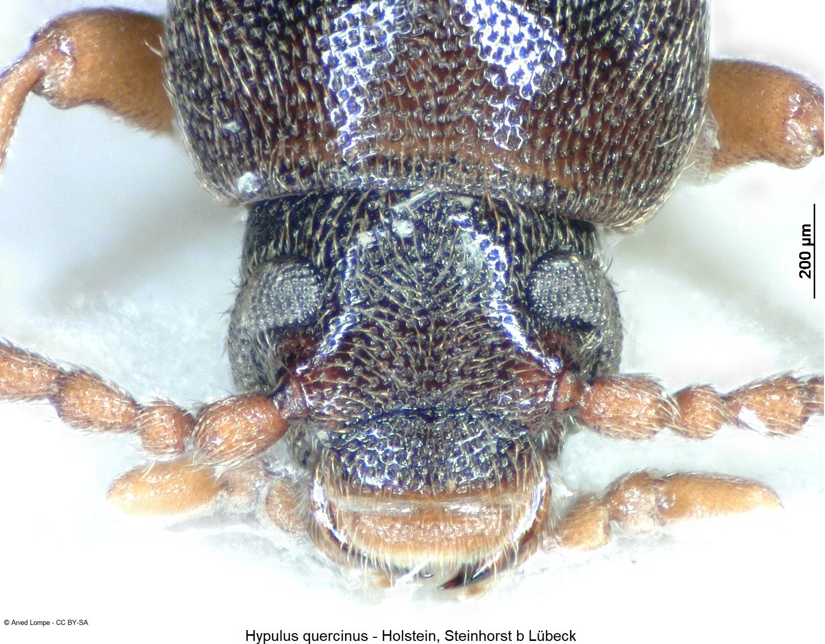 hypulus_quercinus_ck10032_k.jpg