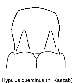 hypulus_quercinus_hsch.gif