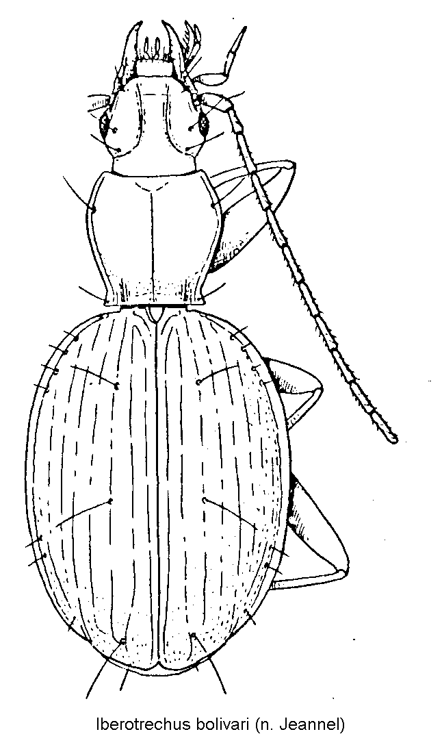 iberotrechus_bolivari_hab.gif
