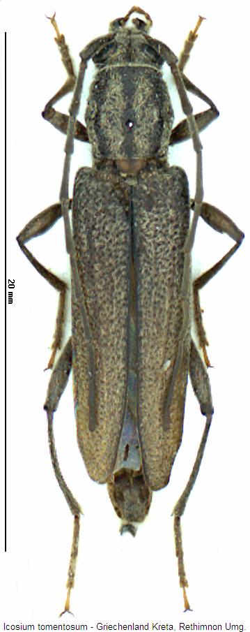 icosium_tomentosum_hab.jpg